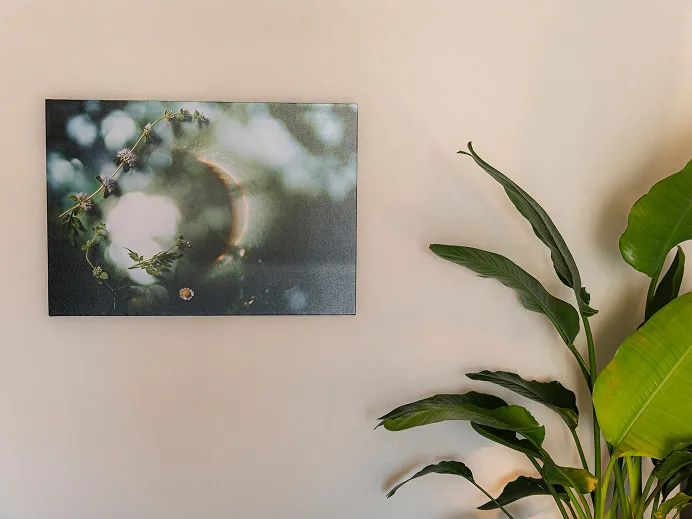 ぼかした緑の植物を写した一枚の写真。そばに大きな観葉植物の葉が伸びる。